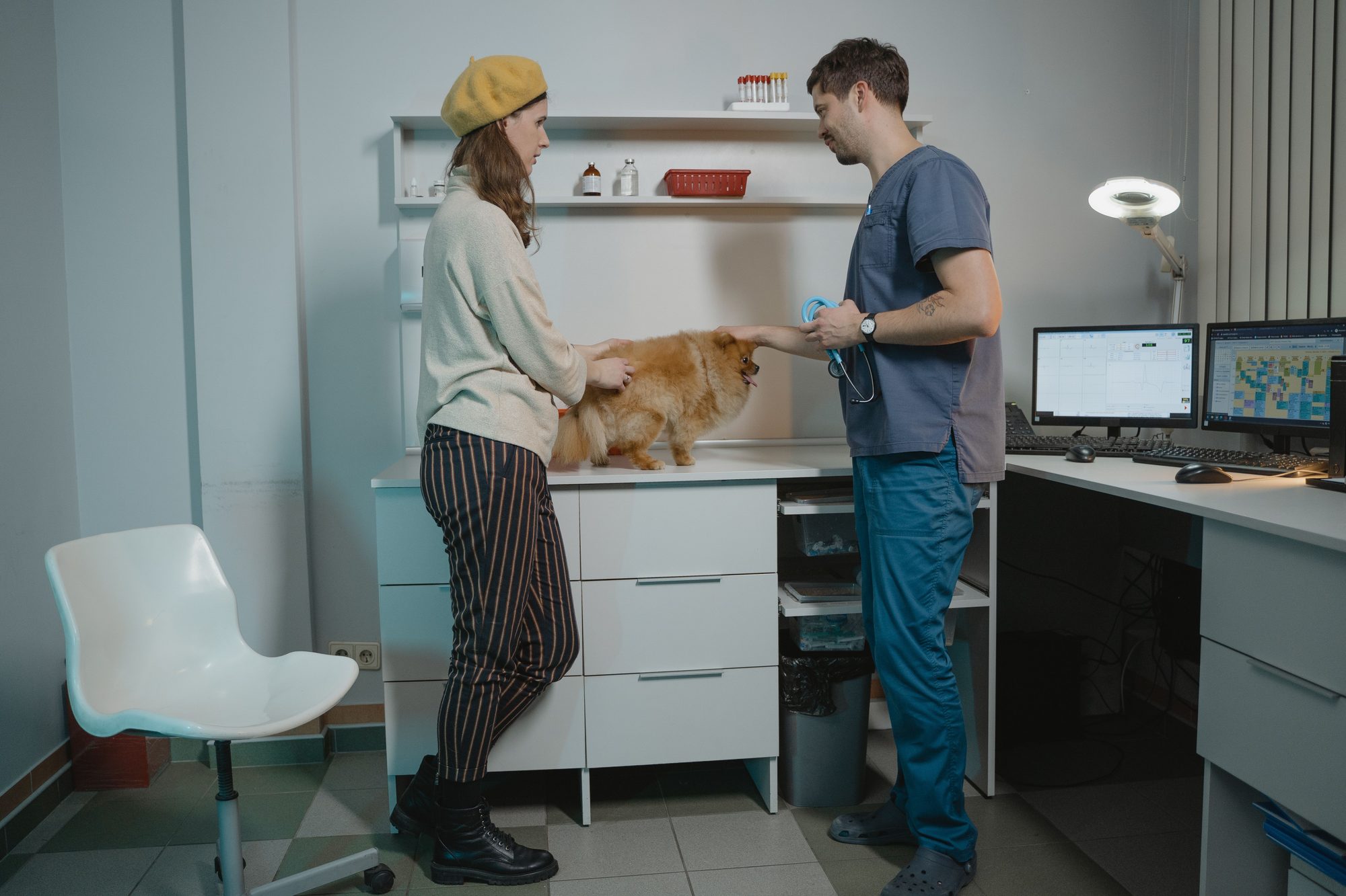 A veterinary technician in a mustard beret and a veterinarian in scrubs work together examining a small fluffy Pomeranian on a clinic counter