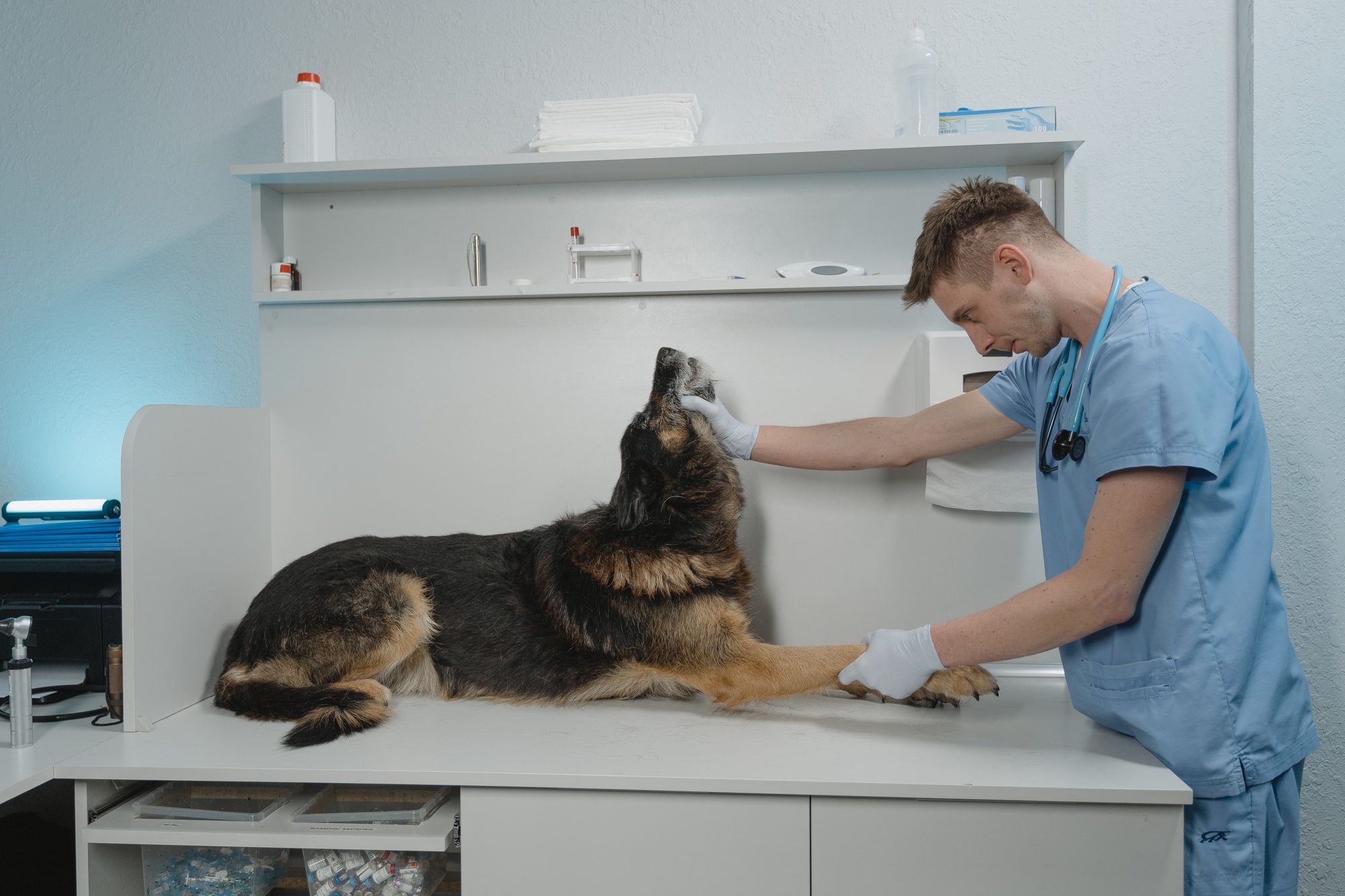 A veterinarian in light blue scrubs gently examines a large German Shepherd lying calmly on an exam table