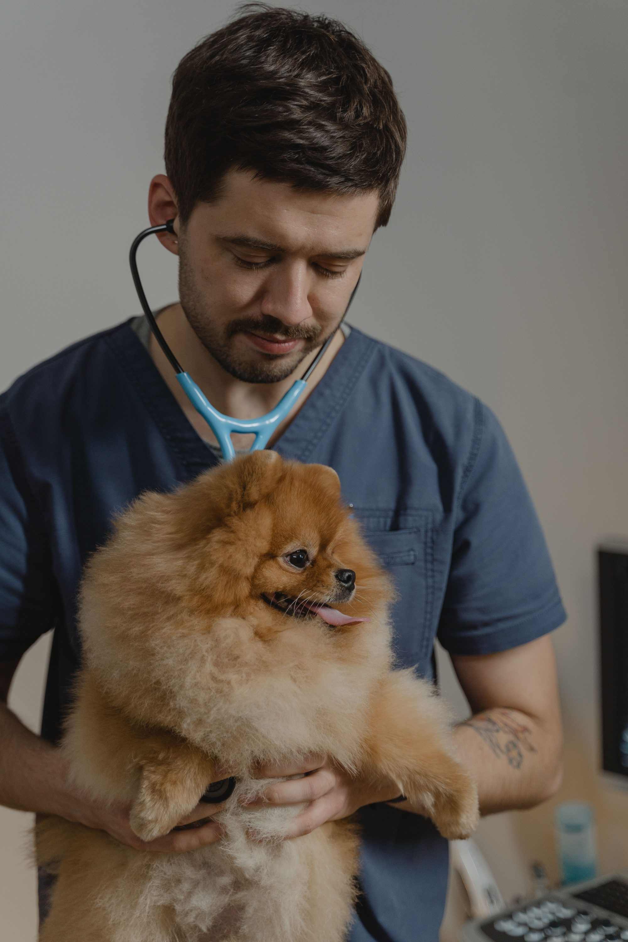 A veterinarian tenderly holds a small fluffy Pomeranian against his chest while listening to its heartbeat with a stethoscope