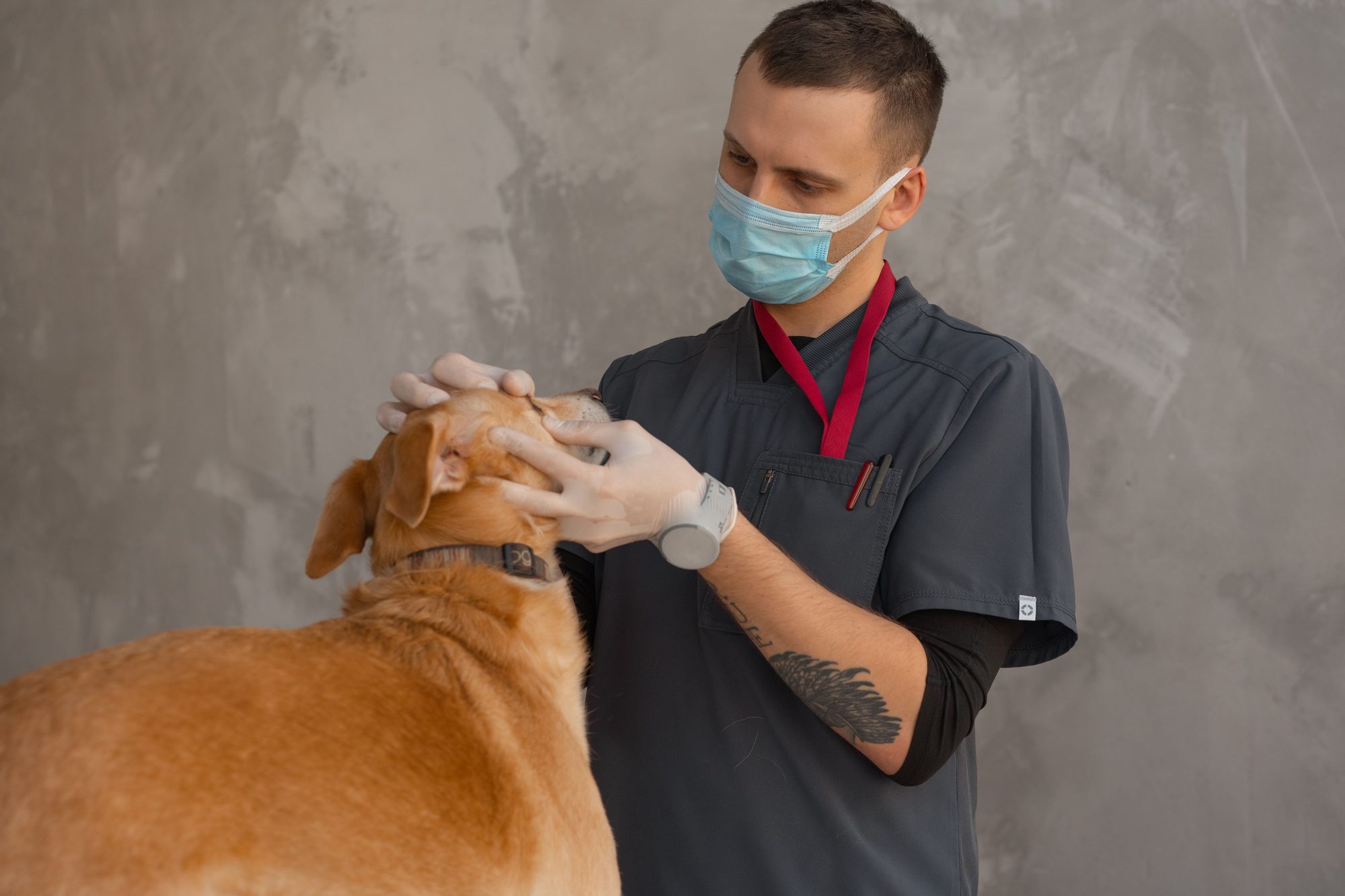 A masked veterinarian carefully examines the head and eyes of a golden-coated dog during a wellness exam